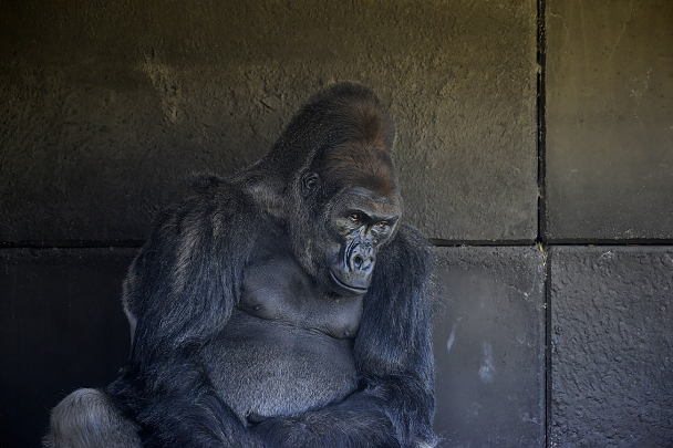 komale (gorilla gorilla) 4-2022 2128